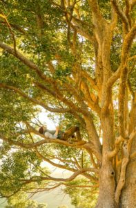 man laying on tree branch